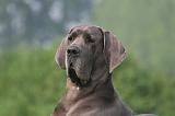 DOGUE ALLEMAND 436